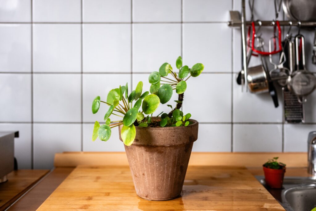 Chinese Money Plant Care 101: Easy Tips for Happy, Healthy Plants 17 at Foliah Blooming pancake plant Pilea peperomioides in terracotta pot on a kitchen countertop