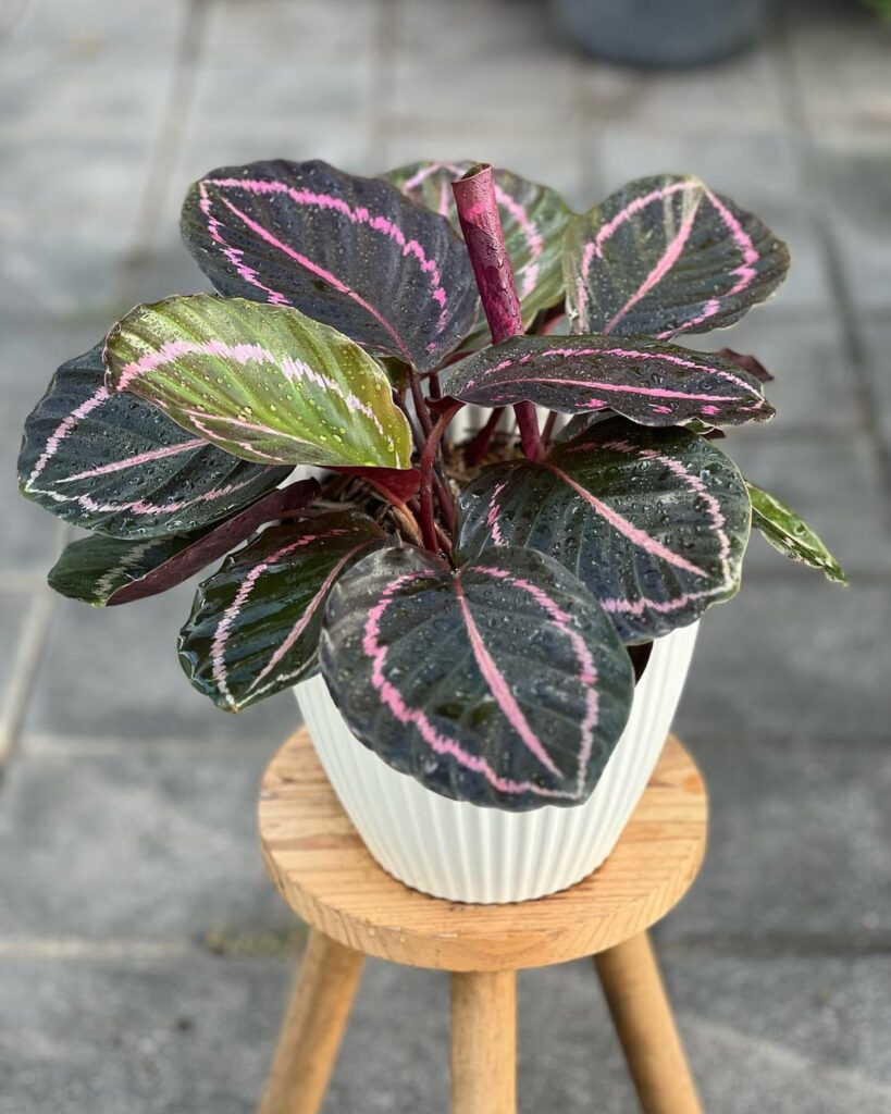 8 Pet Safe Indoor Plants for Cats and Dogs (Grow Without Worry!) 5 at Foliah Calathea Black Lipstick, also known as Calathea Dottie, is a striking houseplant known for its dark, velvety leaves with vivid pink outlines and veins