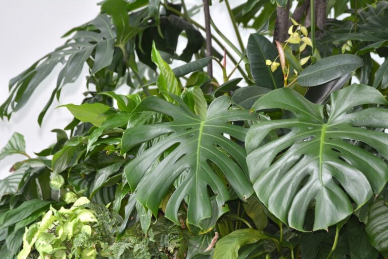 Calathea miniature, Monstera deliciosa, Syngonium podophyllum and Pteridium aquilinum