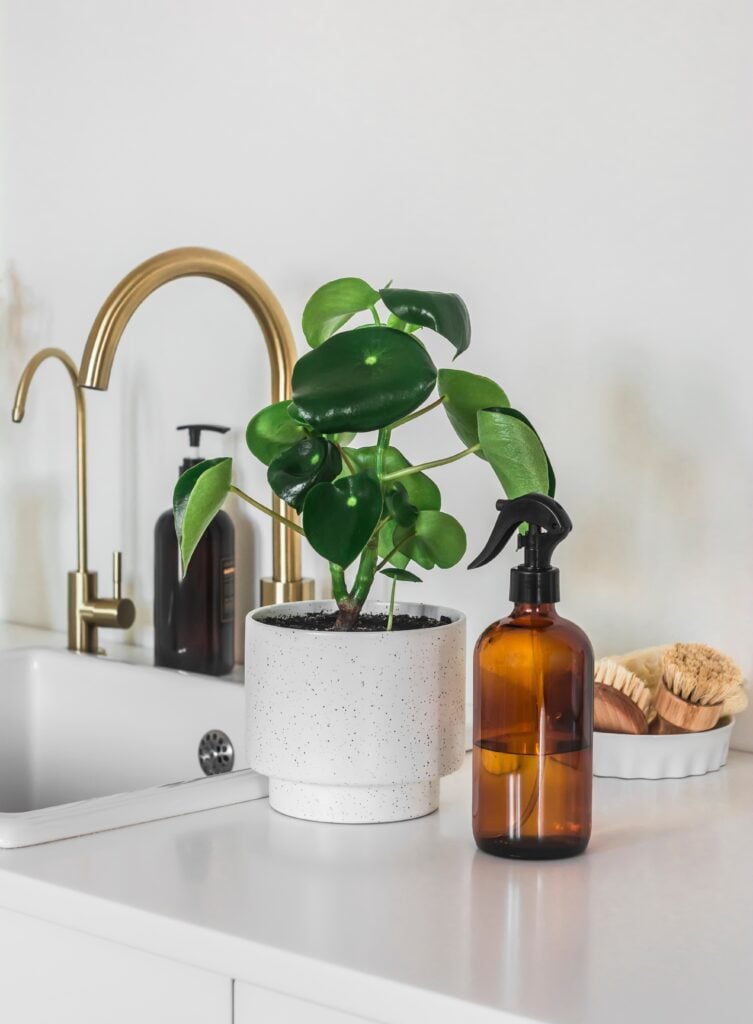 Chinese Money Plant Care 101: Easy Tips for Happy, Healthy Plants 22 at Foliah Care of home flowers. Pilea flower in ceramic pot and water dispenser on kitchen table