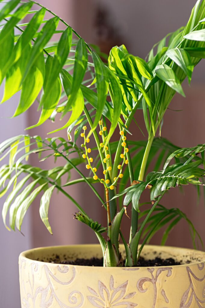 Chamaedorea palm with yellow bloom in decorative pot at home. Bright green leaf and natural light symbolize indoor gardening, tropical plant care and wellbeing.