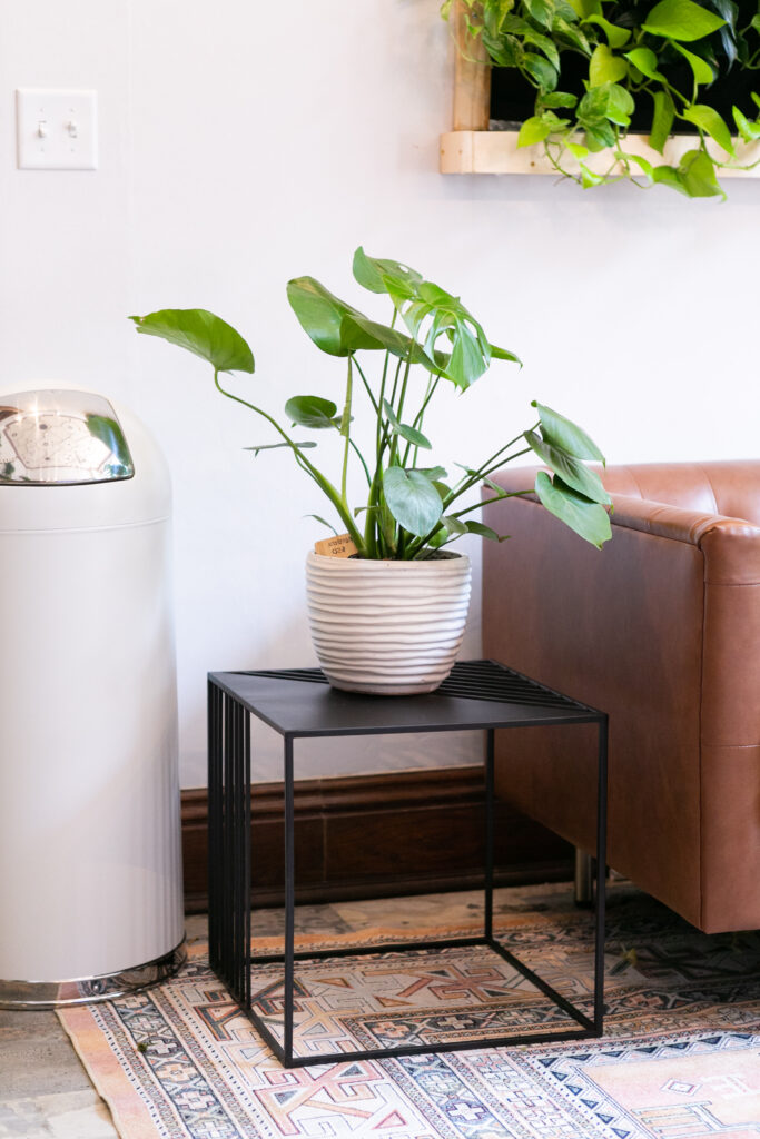 Chinese Money Plant Care 101: Easy Tips for Happy, Healthy Plants 11 at Foliah Chinese Money Plant in white pot on black side table, next to leather couch