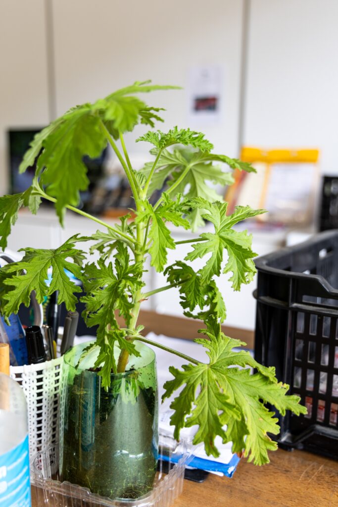 9 Indoor Mosquito Repelling Plants (And How to Use Them at Home) 7 at Foliah Citronella plant displayed in indoor living space to repel mosquitoes