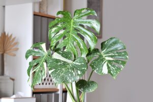 Close up of Tropical 'Monstera Deliciosa Thai Constellation' houseplant with beautiful white sprinkled varigated leaves
