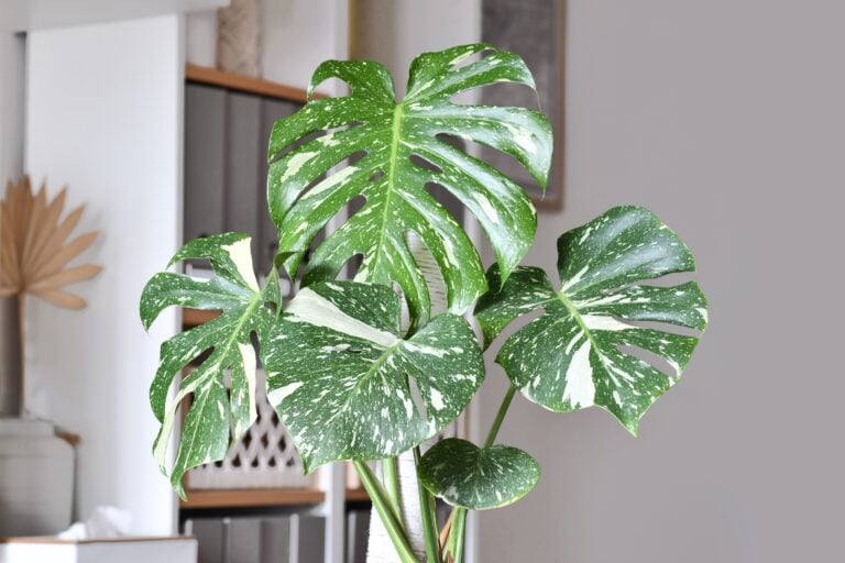 Close up of Tropical 'Monstera Deliciosa Thai Constellation' houseplant with beautiful white sprinkled varigated leaves