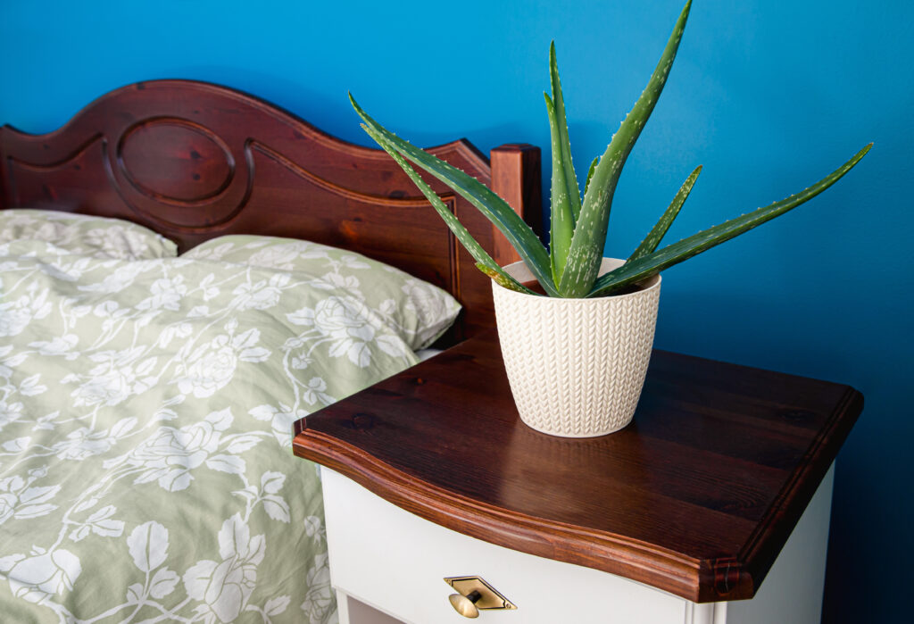 How to Grow Aloe Vera Plants Indoors: 9 Simple Tips 15 at Foliah Close up view of Aloe vera houseplant growing in white braided pattern pot in blue color wall home bedroom, close up view. Improving air quality concept.