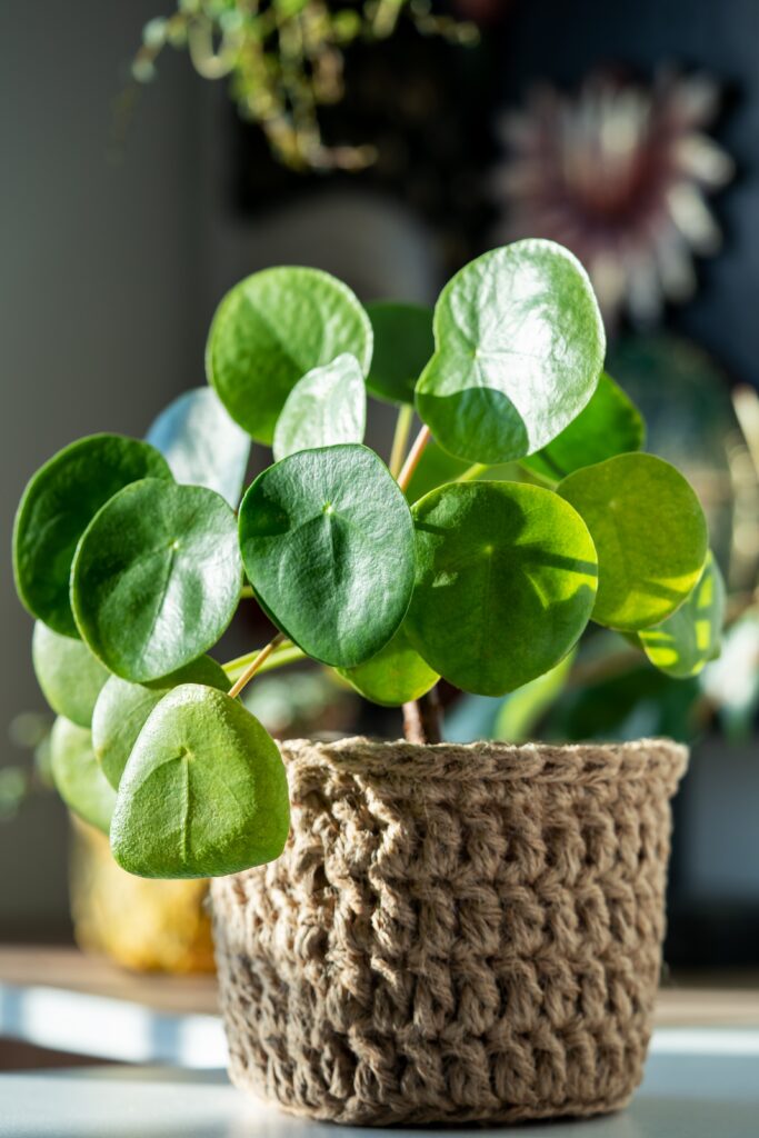 Chinese Money Plant Care 101: Easy Tips for Happy, Healthy Plants 4 at Foliah Closeup of Pilea Peperomioides houseplant in wicker jute basket at home. Sunlight. Chinese money plant. Indoor gardening, home decor and comfort in eco style concept.