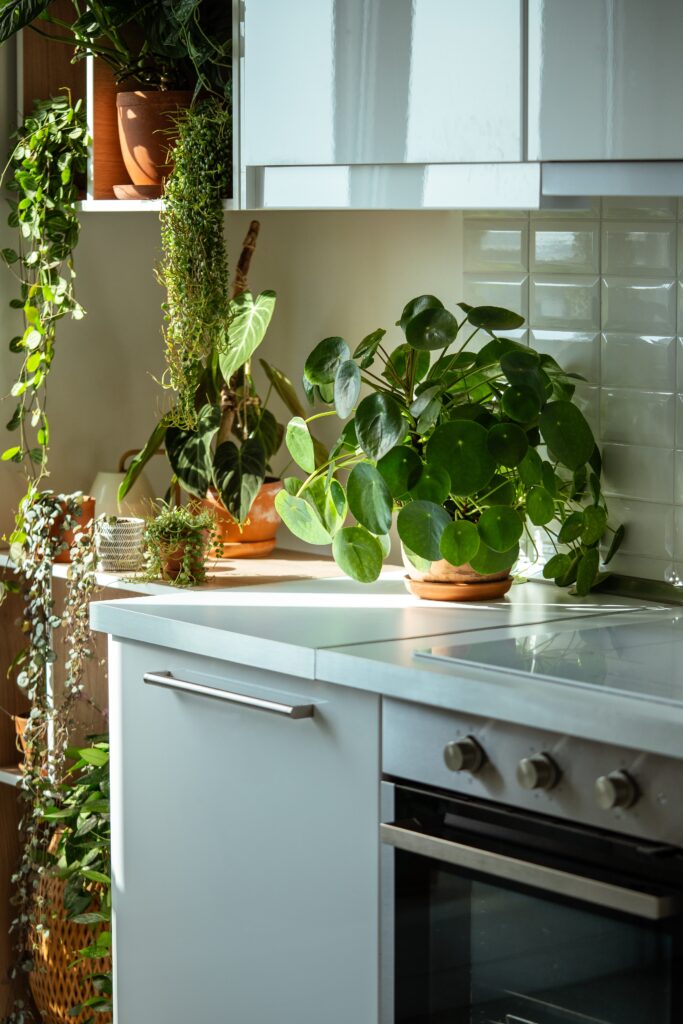 Chinese Money Plant Care 101: Easy Tips for Happy, Healthy Plants 2 at Foliah Closeup of trendy Pilea peperomioides with other houseplants in terracotta pots at sunlight at kitchen home. Chinese money plant. Indoor gardening, hobby concept
