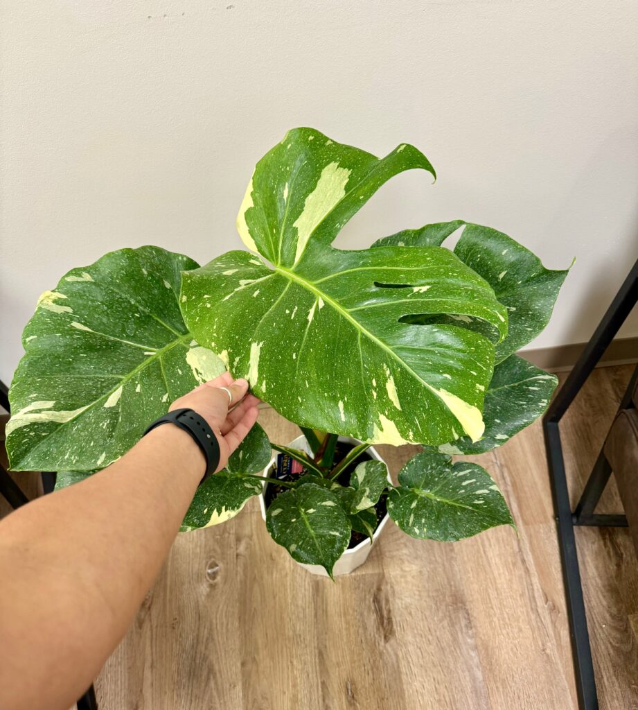 Monstera Thai Constellation Plant Care 101: Easy Tips for New Plant Parents 16 at Foliah Costa farms Monstera Thai constellation