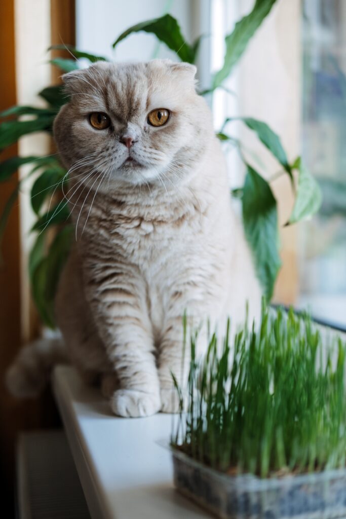 8 Pet Safe Indoor Plants for Cats and Dogs (Grow Without Worry!) 10 at Foliah Cute Scottish fold cat sitting near catnip or cat grass grown from barley oat wheat or rye seeds. Cat grass is grown indoors for household pets. Cat tasting grass near flower pot on window at home houseplants decor