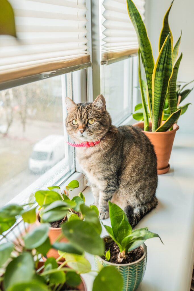 Chinese Money Plant Care 101: Easy Tips for Happy, Healthy Plants 9 at Foliah Cute cat lays on a window sill with home plants. Cat friendly and non toxic plants for pets concept.