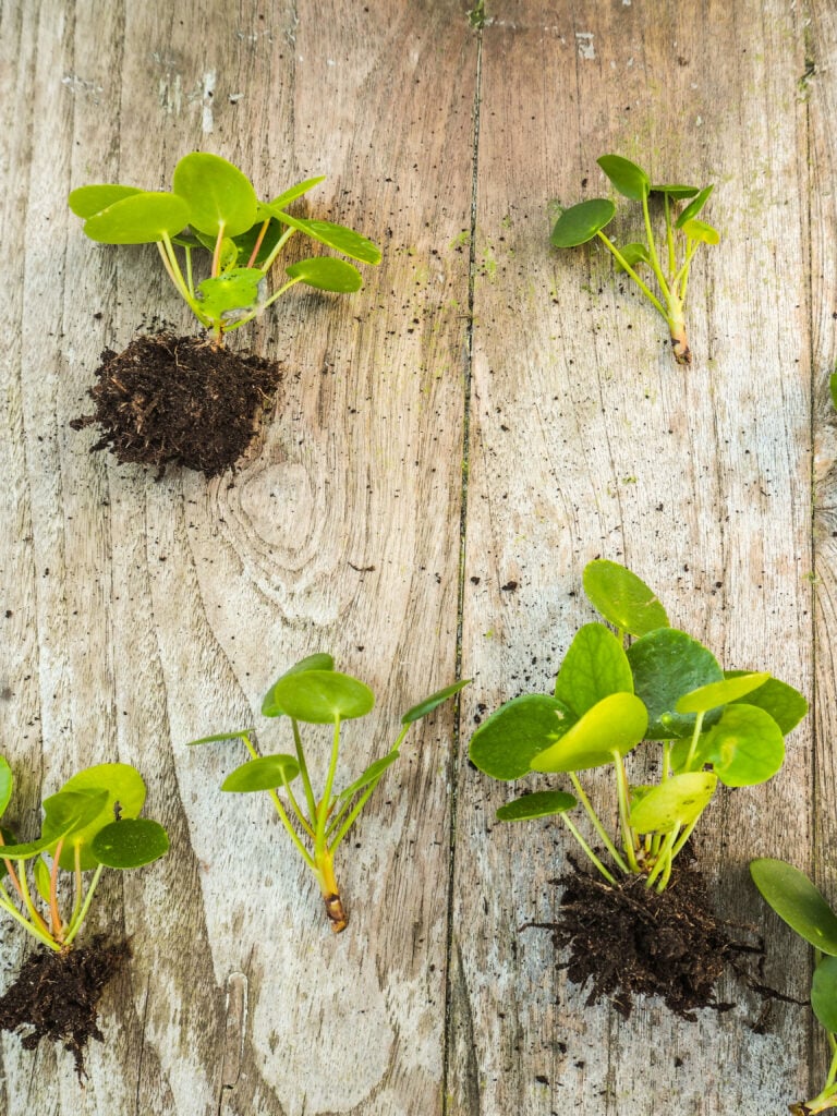 Chinese Money Plant Care 101: Easy Tips for Happy, Healthy Plants 8 at Foliah Cuttings from a pilea peperomioides or pancake plant on a wooden background
