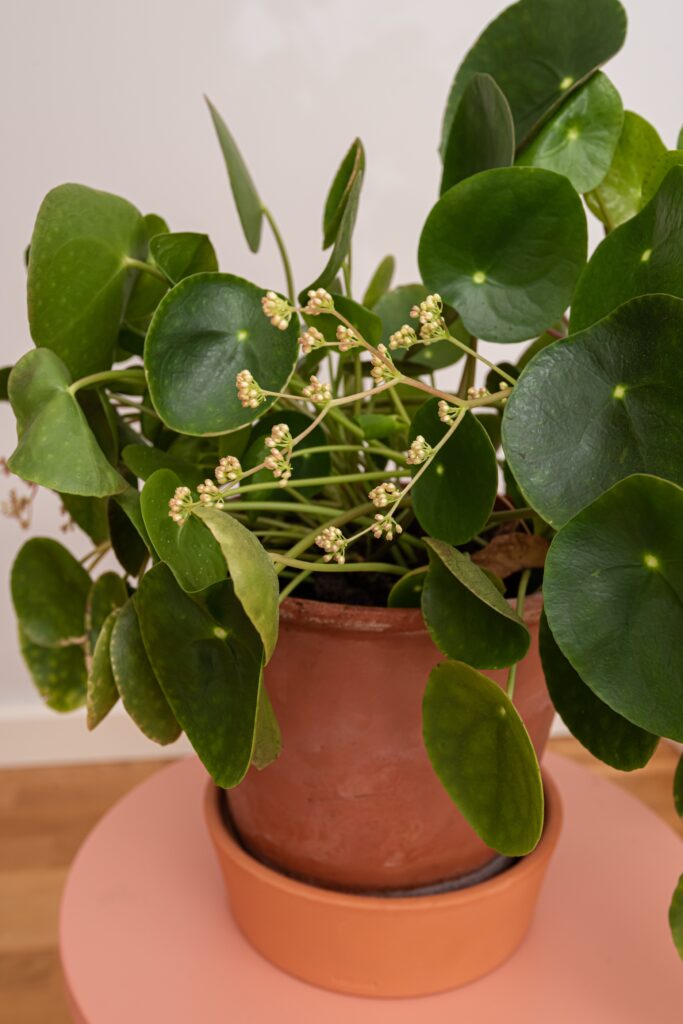 Chinese Money Plant Care 101: Easy Tips for Happy, Healthy Plants 14 at Foliah Details of a blooming chinese money plant.