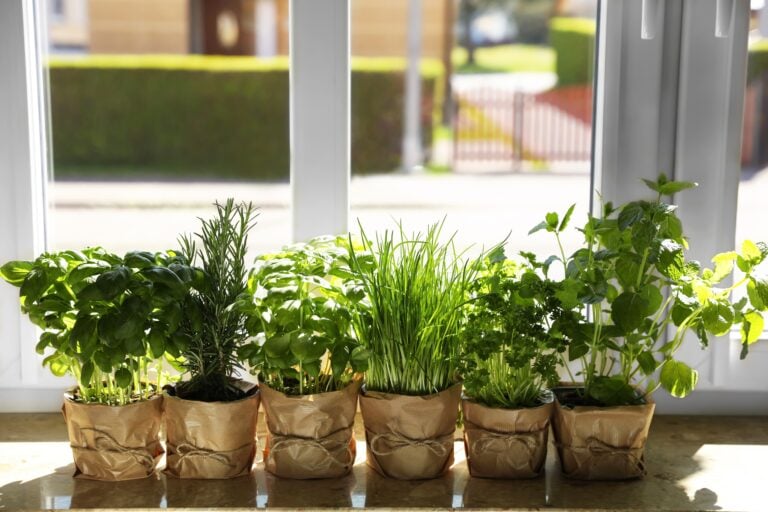 Different aromatic potted herbs on windowsill indoors