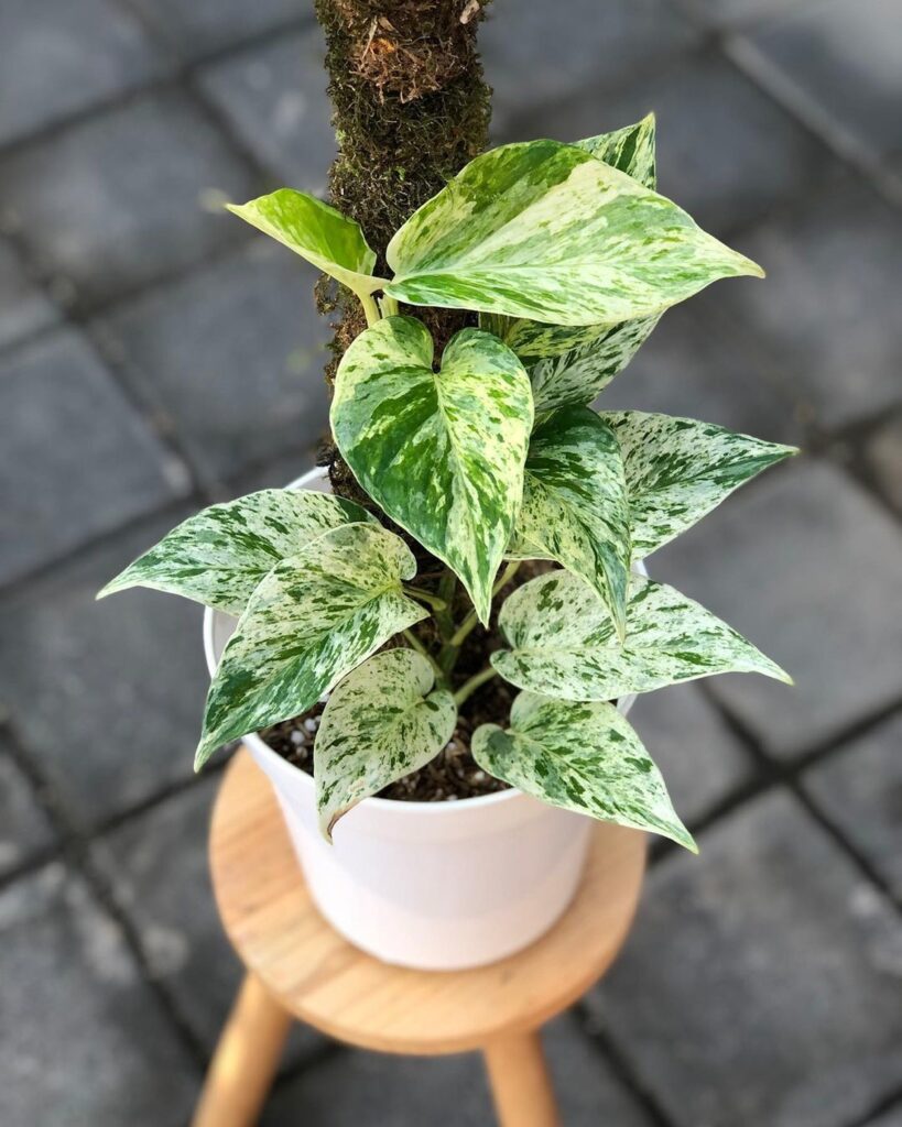 Pothos Plant Care 101: Easy Tips for New Plant Parents 2 at Foliah
Epipremnum 'Marble Queen' is a popular plant with heart-shaped leaves featuring a beautiful marbled pattern of green and white. It thrives in bright, indirect light but can tolerate lower light condi