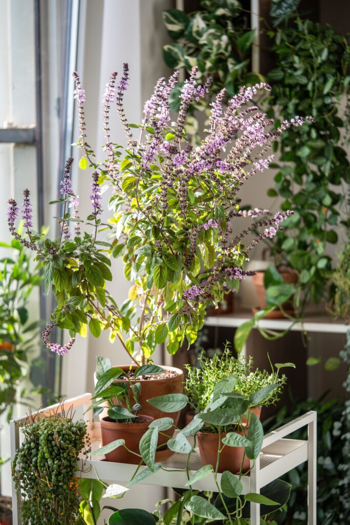 Flowering Thai basil bush plant, lemon thyme, houseplants epipremnum Sebu in clay pot at home, selective soft focus. Cultivation homegrown aroma spicy herbs, indoor gardening. Green hobby concept