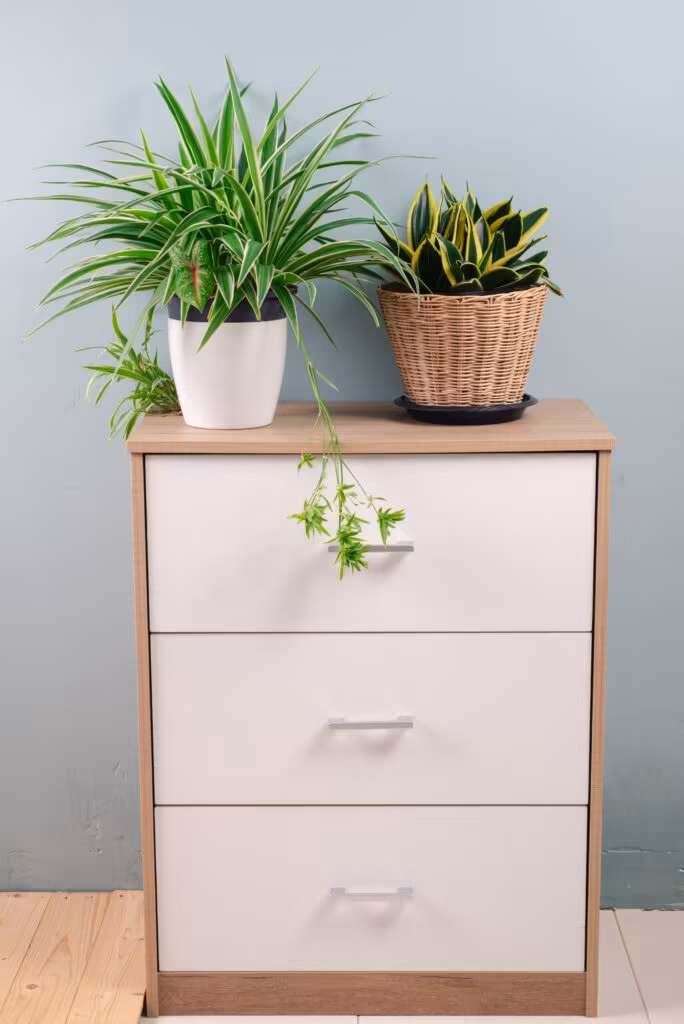 Fresh Spider Plant (Chlorophytum bichetii) and Snake plant in white flower pot, isolated on white wall texture background. Flowerpot bloom on office cabinet, home interior decor. House design pattern 