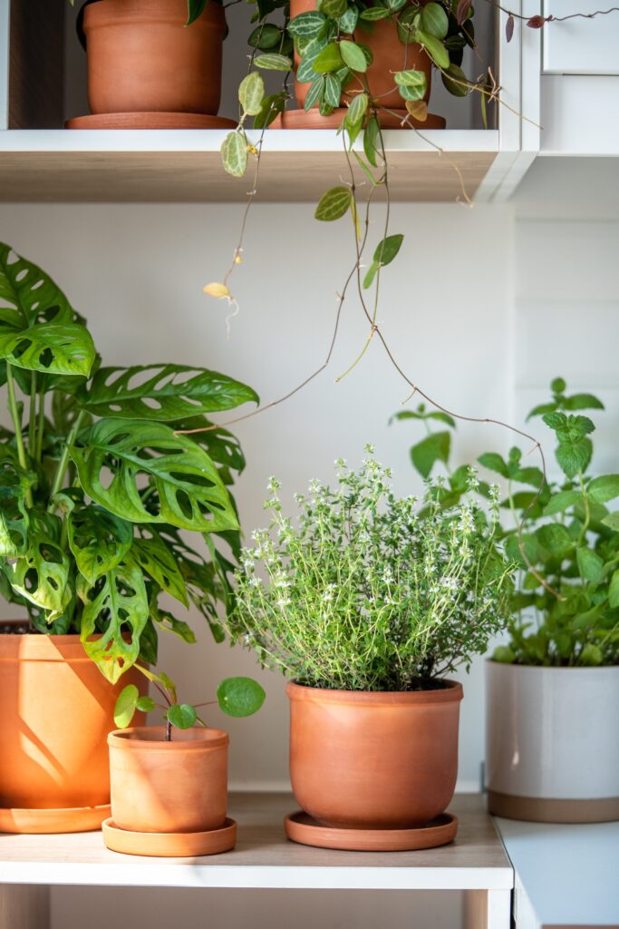 9 Indoor Mosquito Repelling Plants (And How to Use Them at Home) 11 at Foliah Fresh aromatic garden herbs and houseplants in terracotta pot in the kitchen. Seedling of herbal plants for healthy cooking - thyme and mint. Home gardening and cultivation