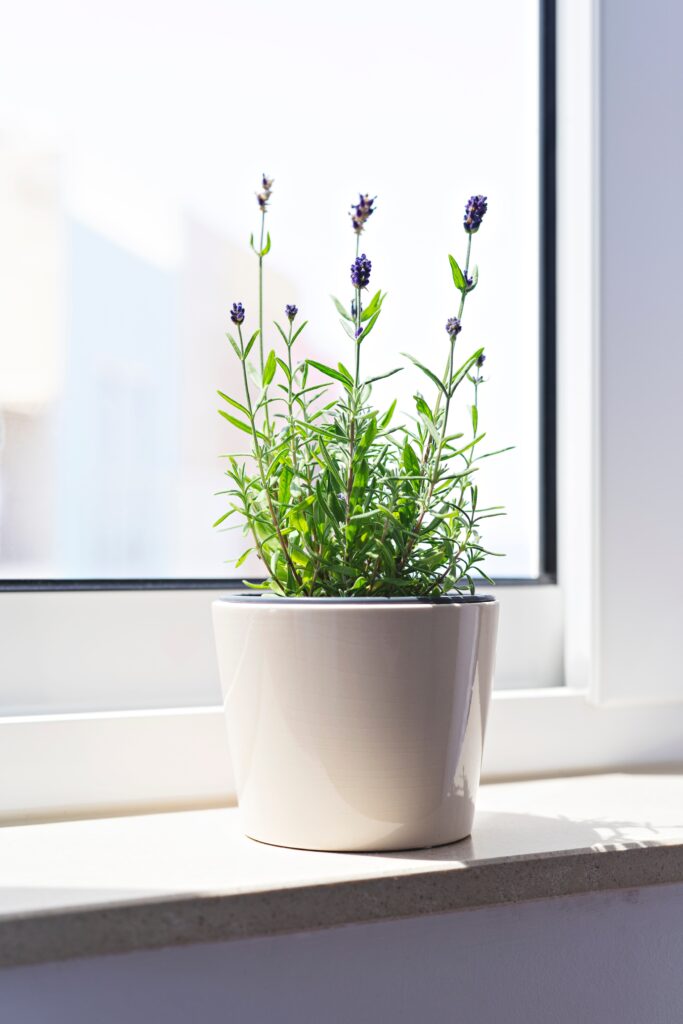 9 Indoor Mosquito Repelling Plants (And How to Use Them at Home) 2 at Foliah Fresh blooming lavender in white flower pot on windowsill in sunlight, vertical