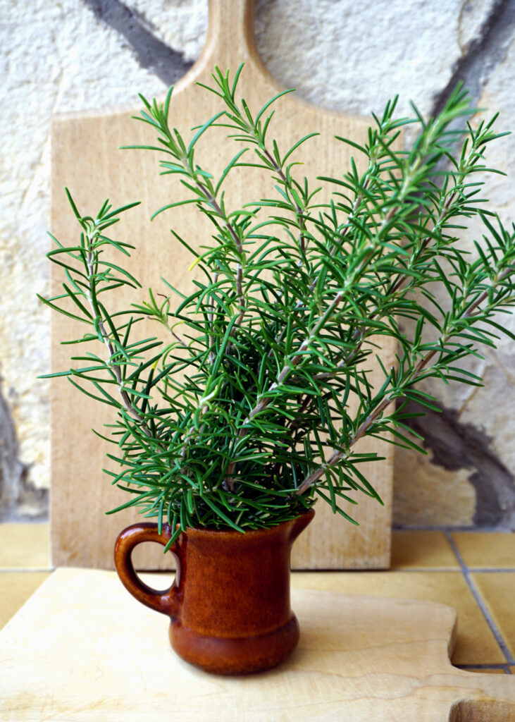 9 Indoor Mosquito Repelling Plants (And How to Use Them at Home) 12 at Foliah Fresh rosemary branches in a ceramic jar in front of a wooden kitchen cutting board