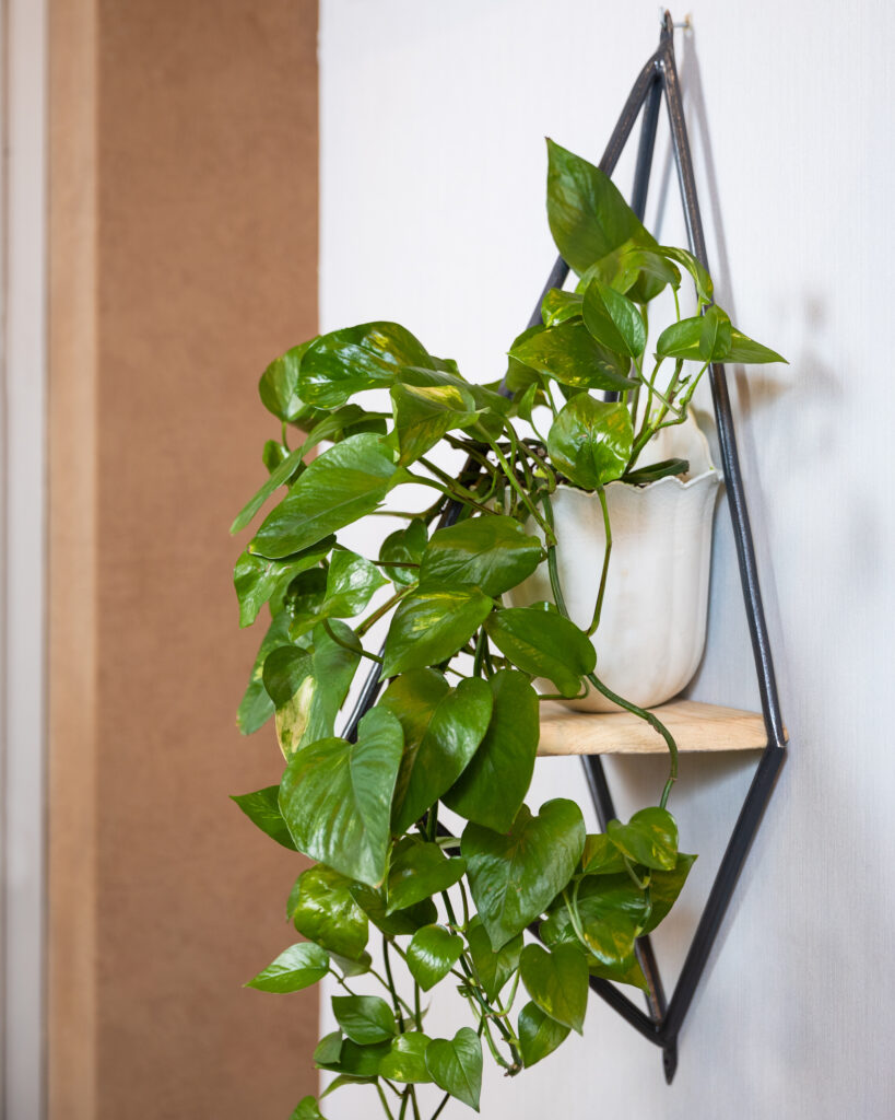 How to Make Pothos Fuller: Simple Tips for Lush, Bushy Growth 22 at Foliah Golden Pothos Devils ivy Epipremnum aureum plant on wall houseplants decor