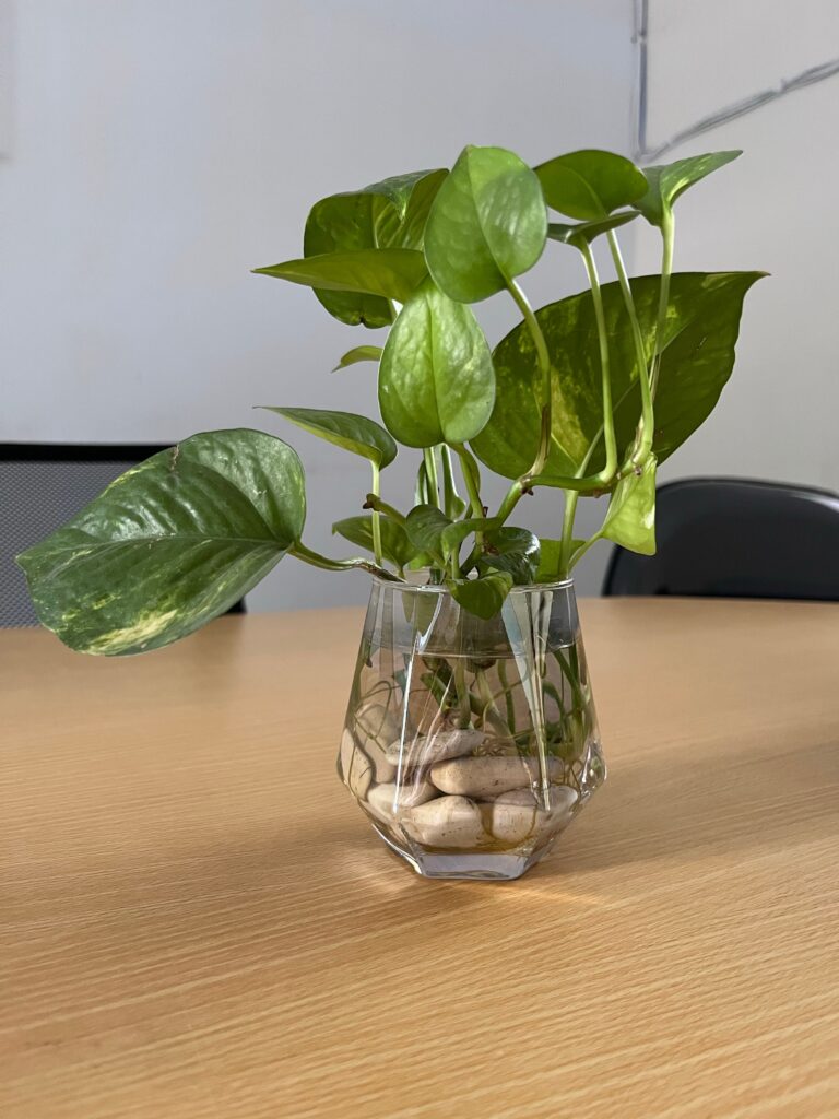 How to Make Pothos Fuller: Simple Tips for Lush, Bushy Growth 14 at Foliah Golden pothos cuttings thriving in water houseplants decor