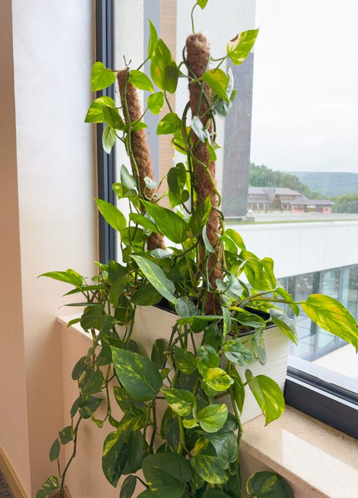 How to Make Pothos Fuller: Simple Tips for Lush, Bushy Growth 16 at Foliah Golden pothos or Epipremnum aureum at window in home houseplants decor