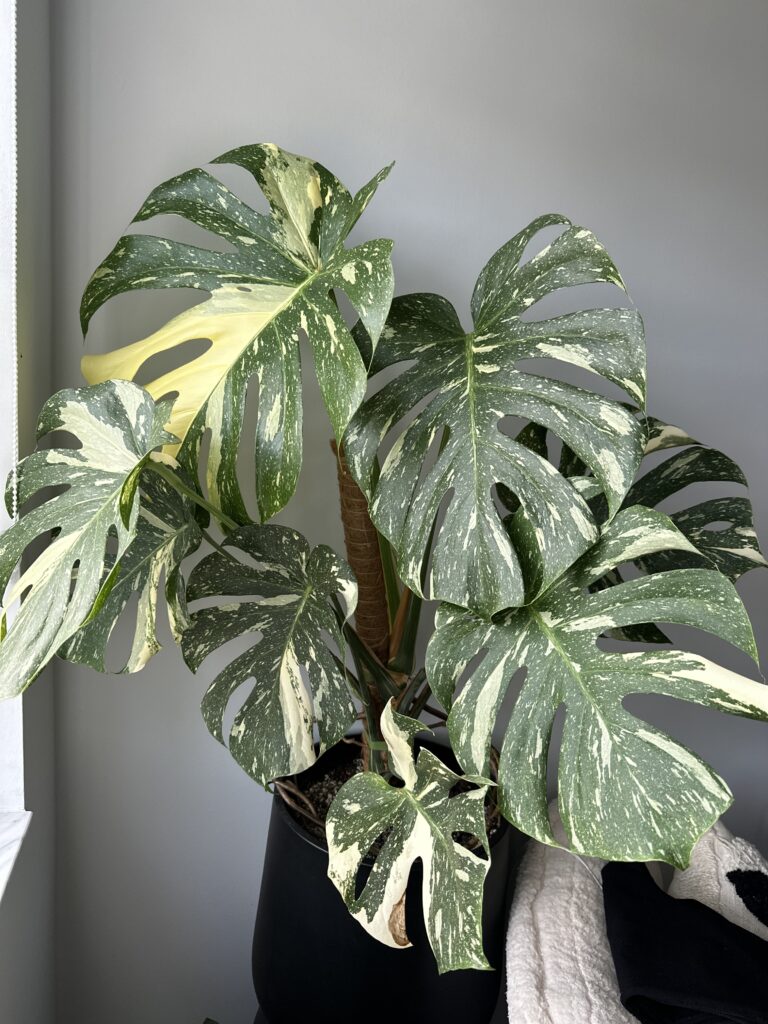 Monstera Thai Constellation Plant Care 101: Easy Tips for New Plant Parents 2 at Foliah Gorgeous Monstera Thai Constellation Plant