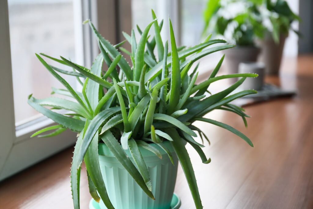 How to Grow Aloe Vera Plants Indoors: 9 Simple Tips 10 at Foliah Green aloe vera houseplant on window sill
