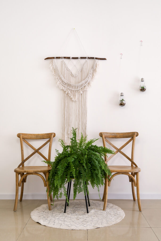 Green boston fern houseplant with wooden chairs near light wall in room