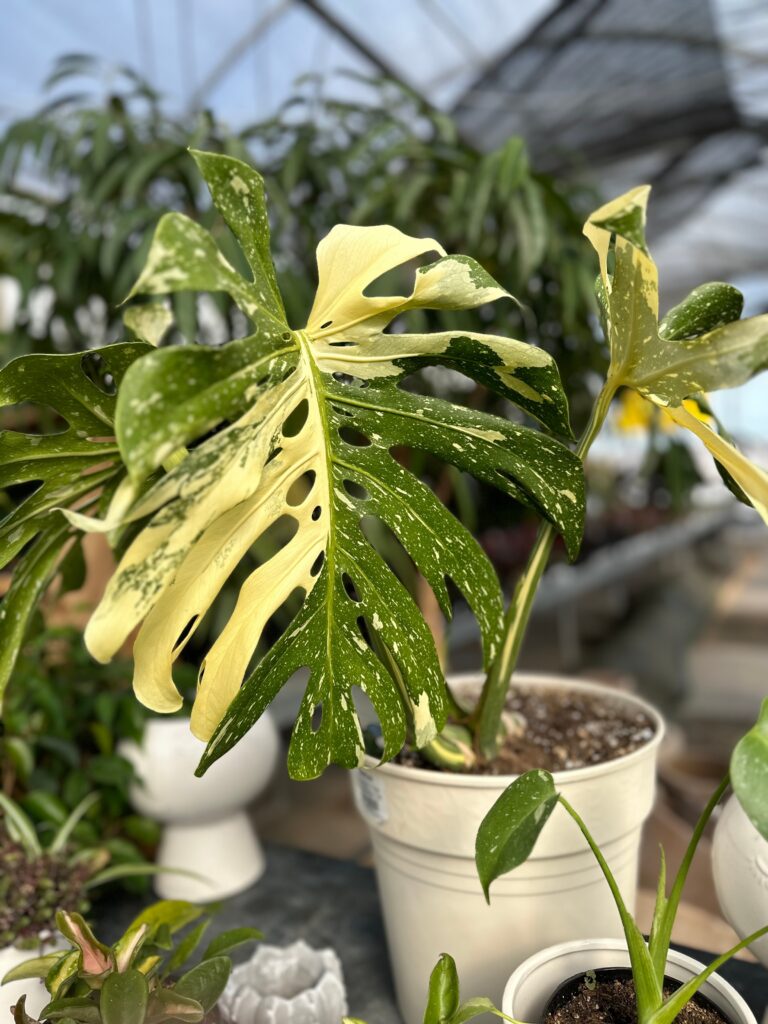 Monstera Thai Constellation Plant Care 101: Easy Tips for New Plant Parents 19 at Foliah Greenhouse plant monstera Thai constellation variegated leaf white and green in a pot