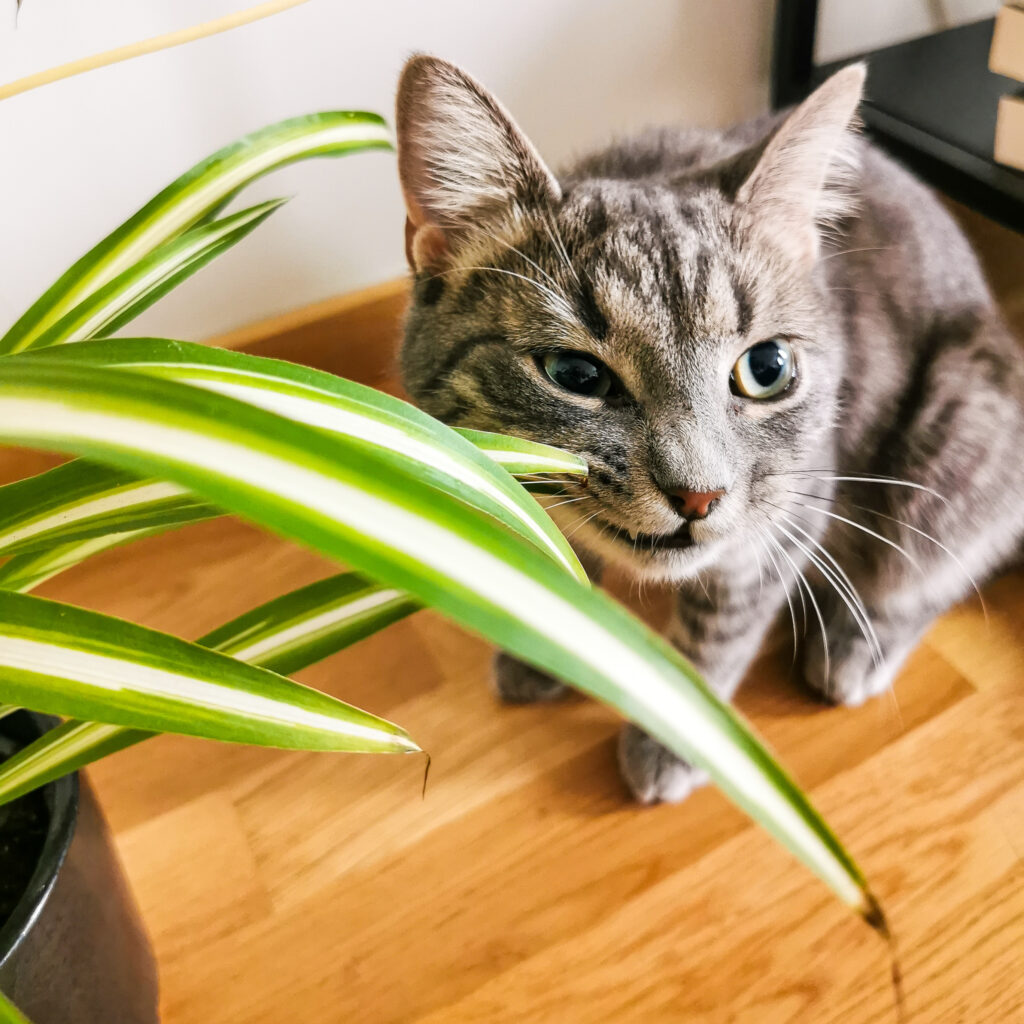 Grey tabby cat eating sprider plant