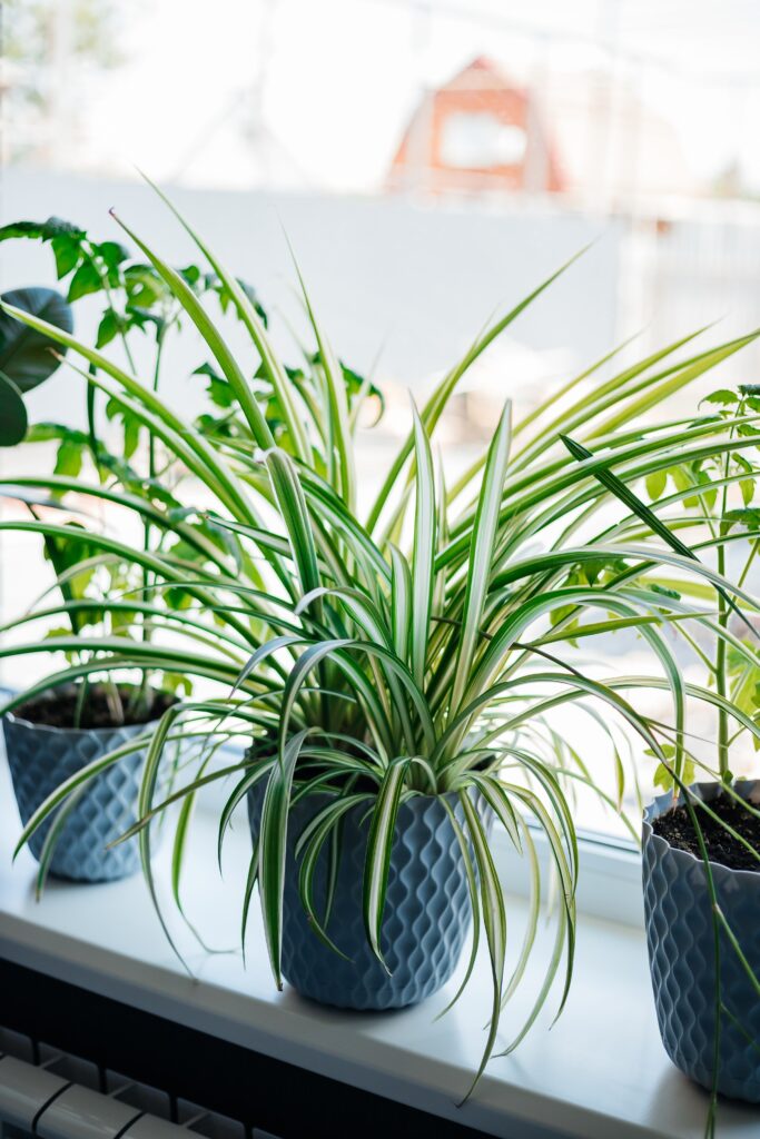 Healthy spider plant with striped green and white leaves sits in a decorative pot on a bright windowsill, bringing nature indoors