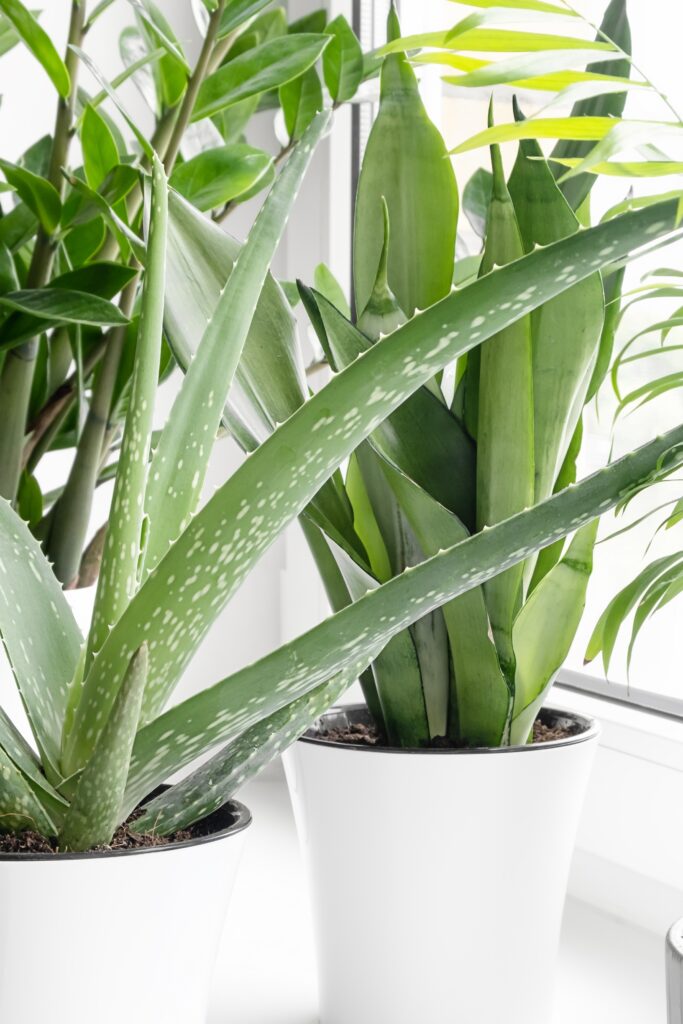 How to Grow Aloe Vera Plants Indoors: 9 Simple Tips 3 at Foliah Home plants in different pots on the windowsill: succulents, sansevieria, aloe vera, zamiokulkas, hamedorea or Areca palm. Home plants care concept. Houseplants in a modern interior.