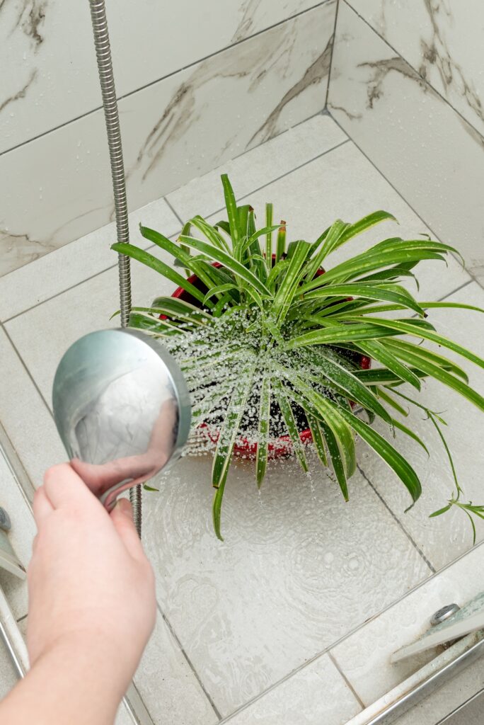 Houseplant chlorophytum in pot is watered with shower depicting rain in the bathroom