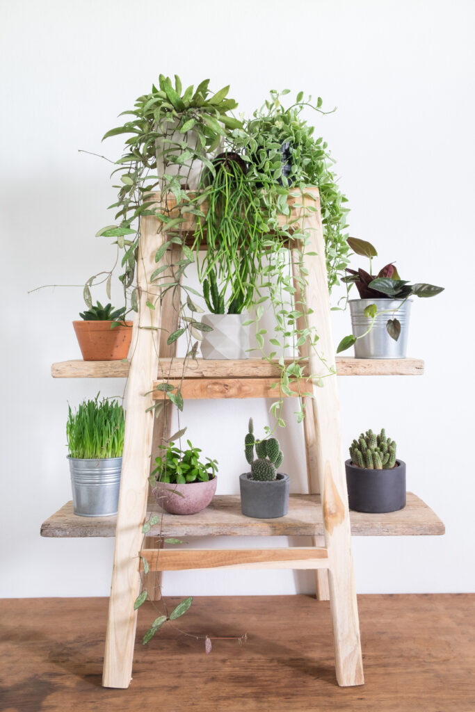 Houseplant in room. Lifestyle home decor