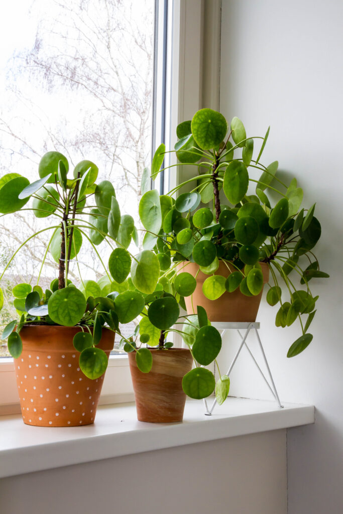 Chinese Money Plant Care 101: Easy Tips for Happy, Healthy Plants 10 at Foliah Pilea peperomioides, money plants in the ceramic pot on the windowsill. Big plant with babies.