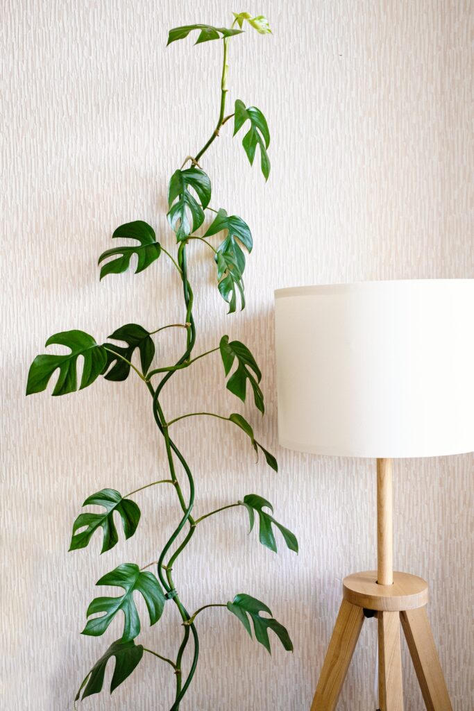 Obsessed With Monsteras? These 15 Types Will Steal Your Heart 15 at Foliah Liana Rhaphidophora tetrasperma (Monstera Minima) stands next to a stylish lamp in a bright room. Home plants care concept. the concept of minimalism and scandi style, garden room