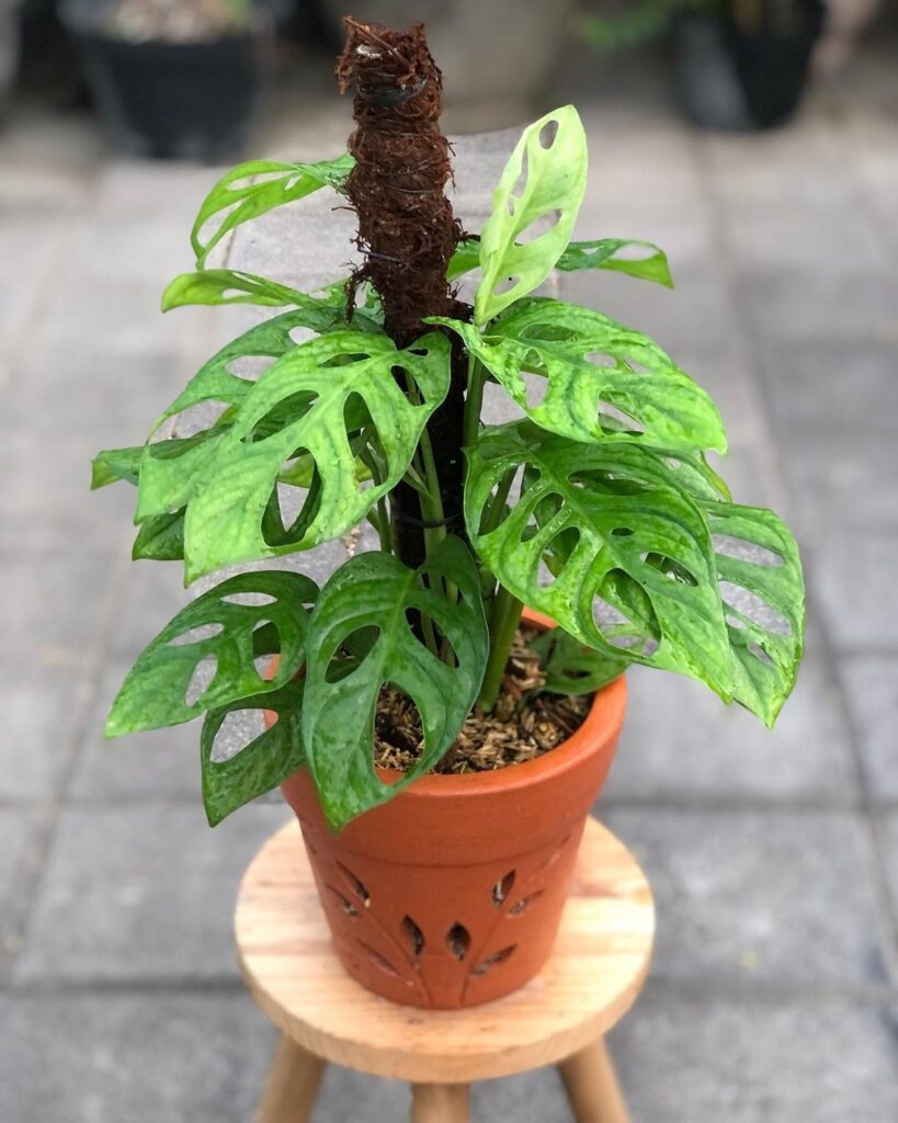 Obsessed With Monsteras? These 15 Types Will Steal Your Heart 14 at Foliah Monstera Acuminata Plant in the pot