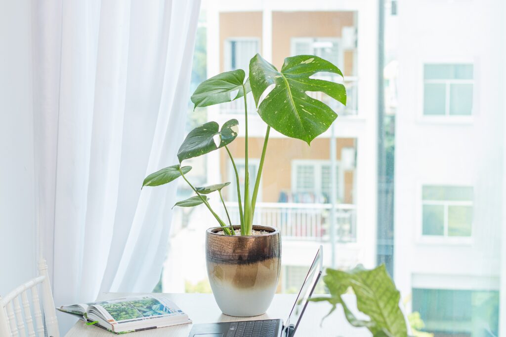 Monstera Thai Constellation Plant Care 101: Easy Tips for New Plant Parents 21 at Foliah Monstera Deliciosa Thai Constellation in a ceramic pot, placed as a decorative piece on a desk near a window. This rare, variegated plant with white spots is perfect for modern interiors.