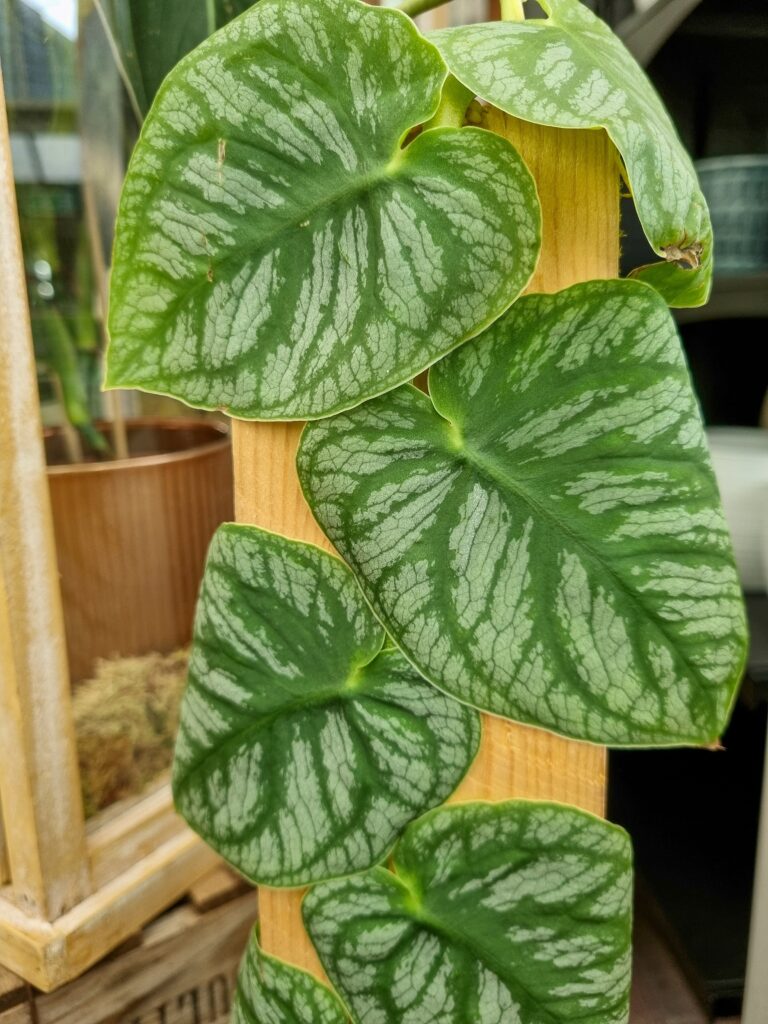 Obsessed With Monsteras? These 15 Types Will Steal Your Heart 7 at Foliah Monstera Dubia foliage house plant