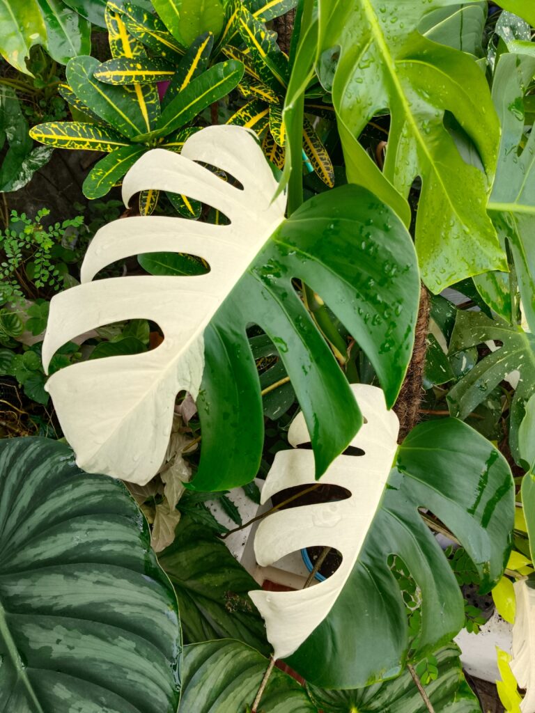 Obsessed With Monsteras? These 15 Types Will Steal Your Heart 6 at Foliah Monstera Half-moon Variegata is a beautifull plant. Half-moon means that 1 half of the leaves are white and green on the other half.