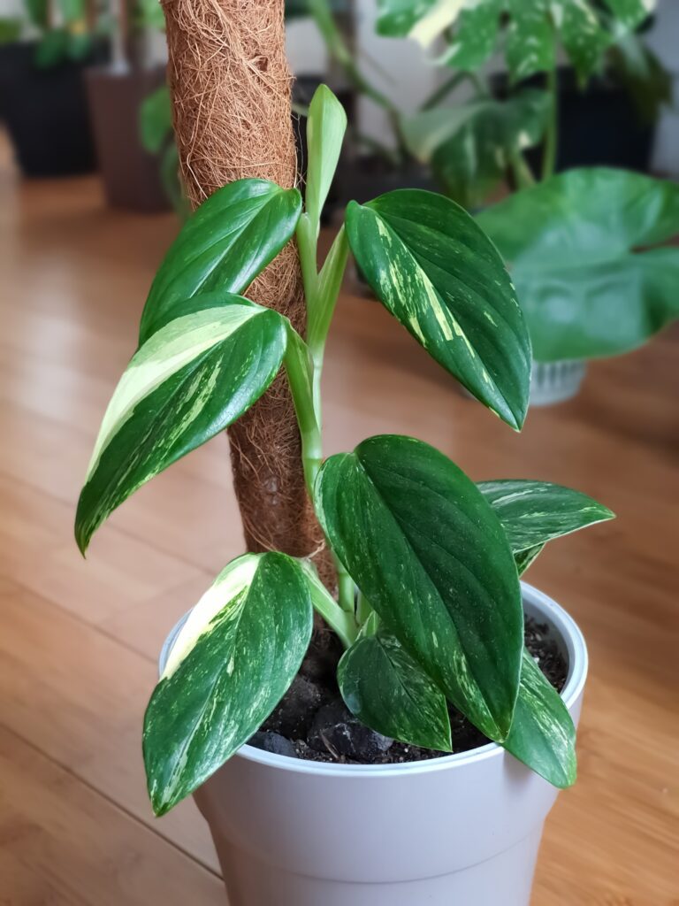 Obsessed With Monsteras? These 15 Types Will Steal Your Heart 8 at Foliah Monstera Standleyana aurea variegated houseplant. Young small plant known as the "five holes plant".