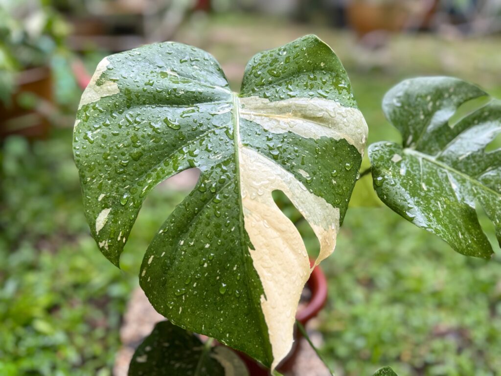 Monstera Thai Constellation Plant Care 101: Easy Tips for New Plant Parents 18 at Foliah Monstera Thai Constelation Half Moon unfurling