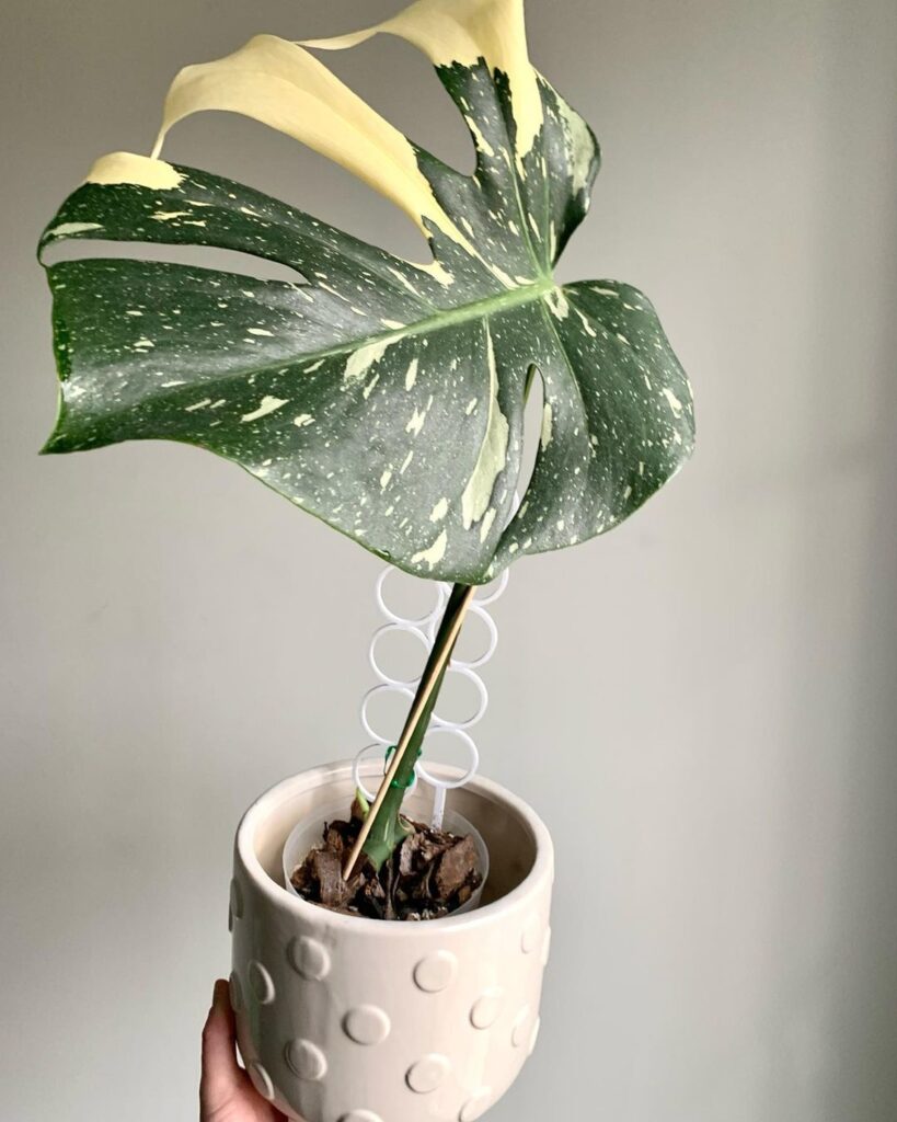 Monstera Thai Constellation Plant Care 101: Easy Tips for New Plant Parents 20 at Foliah Monstera Thai Constellation Potted plants for home decoration