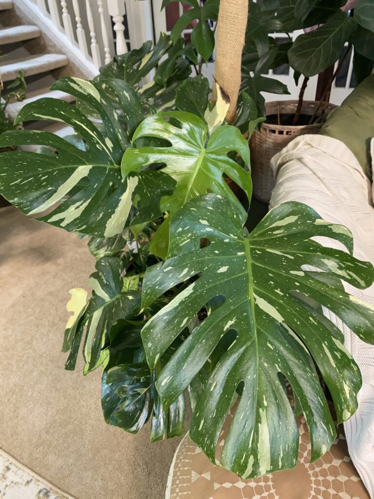 Monstera Thai Constellation Plant Care 101: Easy Tips for New Plant Parents 3 at Foliah Monstera Thai Constellation variegated tropical indoor plant