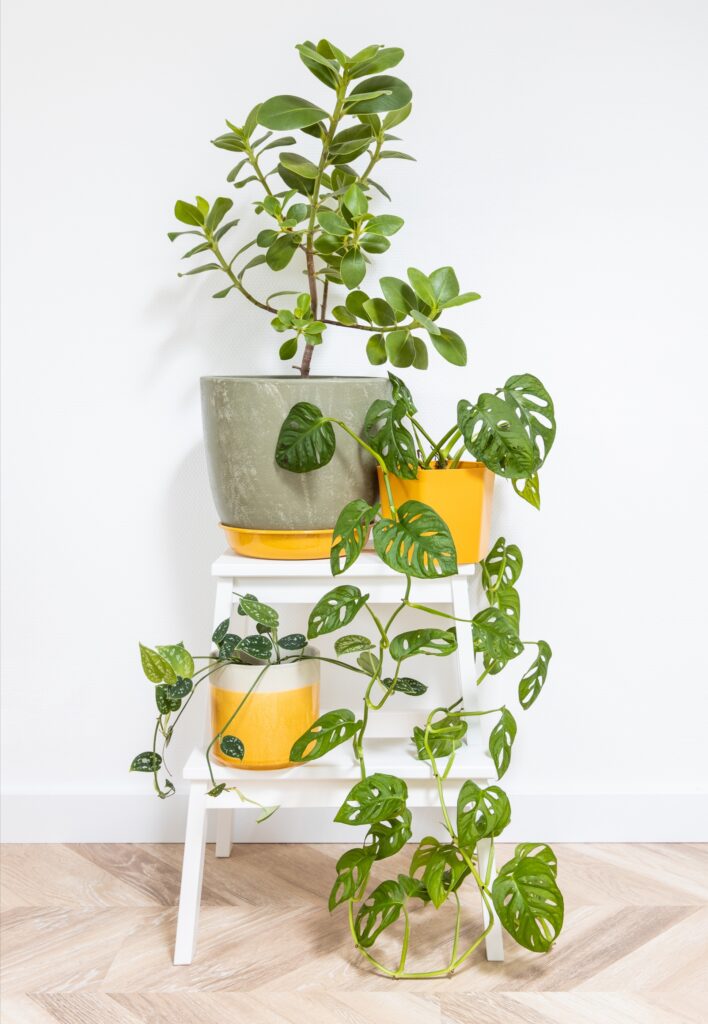 Obsessed With Monsteras? These 15 Types Will Steal Your Heart 5 at Foliah Monstera adansonii and other house plants on plant stand