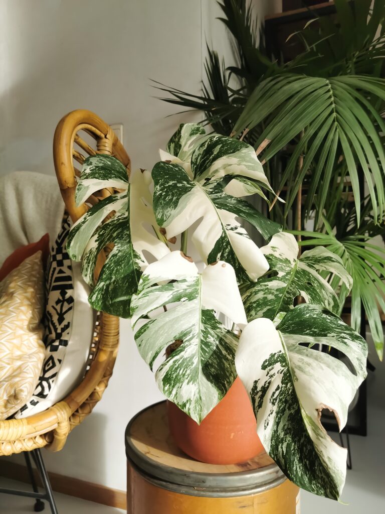 Obsessed With Monsteras? These 15 Types Will Steal Your Heart 3 at Foliah Monstera albo borsigiana or variegated monstera houseplant. Highly variegated full plant in an urban jungle interior. Expensive and rare plant.