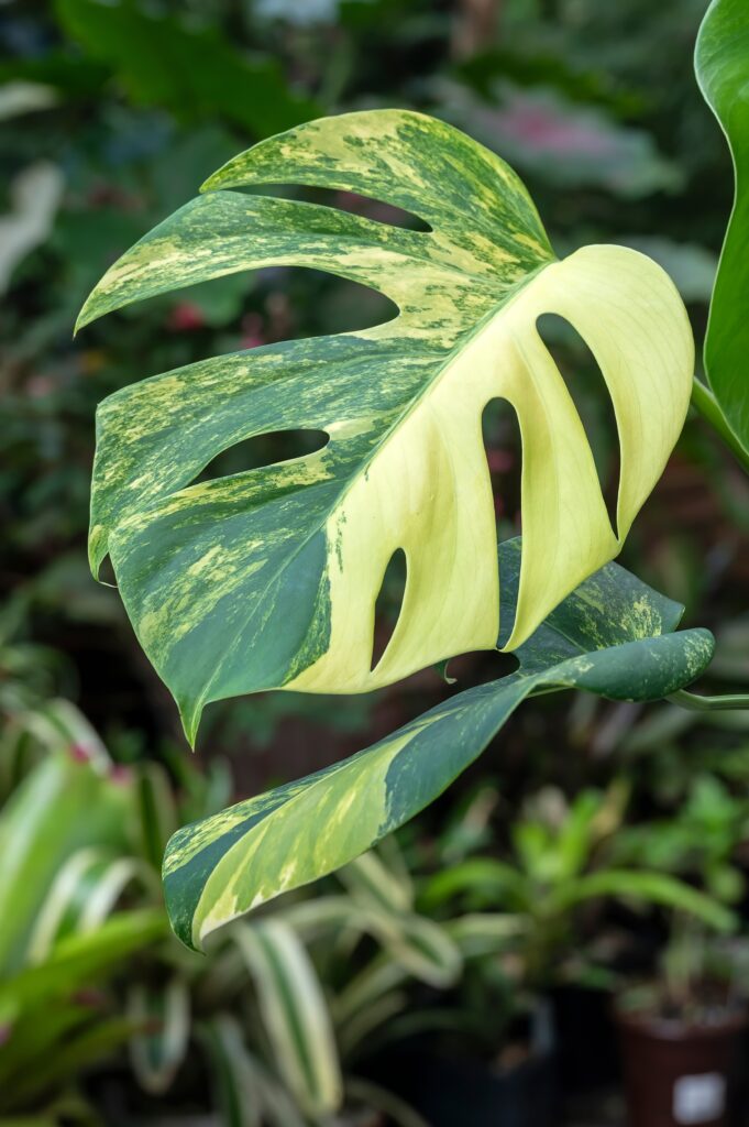 Obsessed With Monsteras? These 15 Types Will Steal Your Heart 16 at Foliah Monstera borsigiana aurea, a rare yellow variegated form of the Swiss Cheese Plant and member of the aroid family of tropical plants