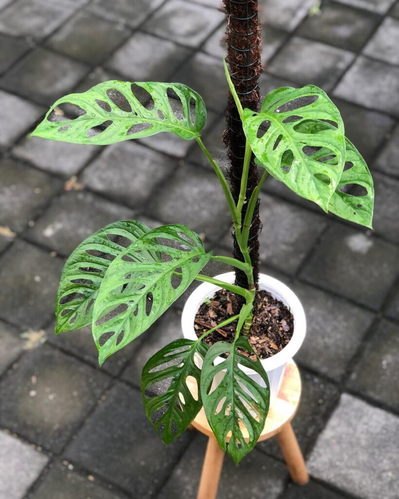 Obsessed With Monsteras? These 15 Types Will Steal Your Heart 12 at Foliah Monstera lechleriana is a unique and appealing species within the Monstera genus, known for its distinctively shaped leaves and relatively easy care